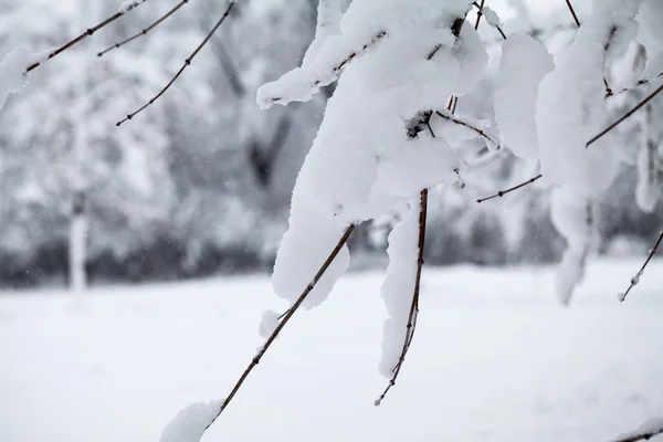 雪が降りながら枝に雪 — ストック写真