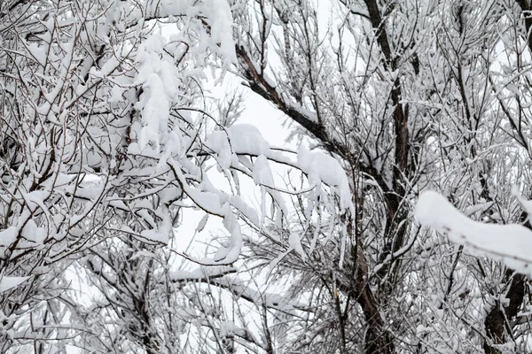 Paisagem nevando no parque — Fotografia de Stock