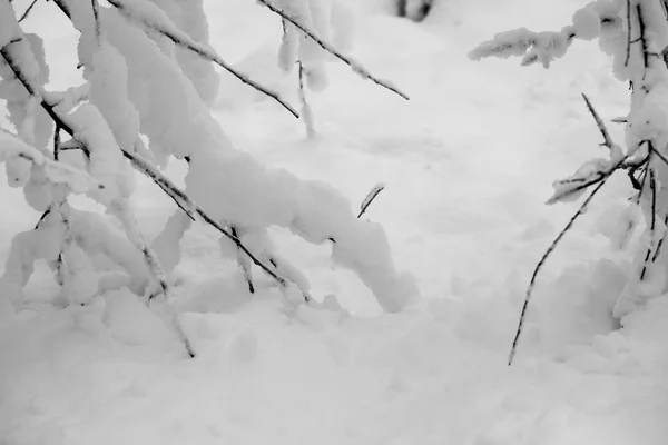 Schnee auf den Ästen bei Schneefall — Stockfoto