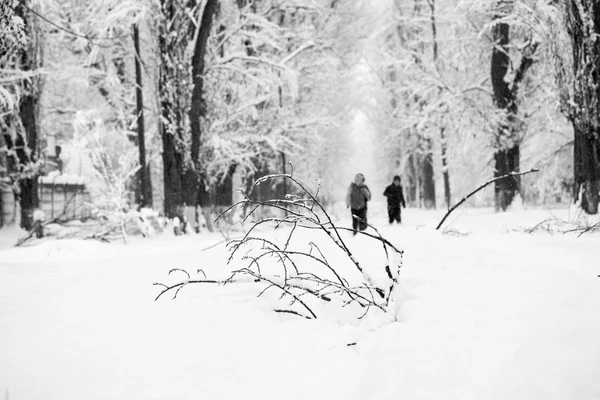 Paisagem nevando no parque — Fotografia de Stock