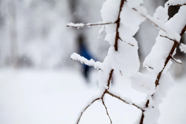 雪が降りながら枝に雪 — ストック写真