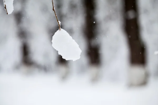 下雪在公园里的景观 — 图库照片