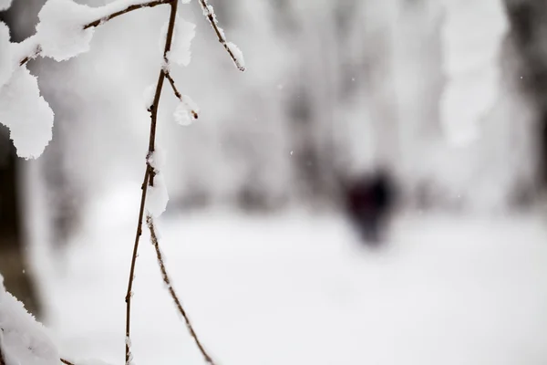 Neve nos ramos enquanto neva — Fotografia de Stock