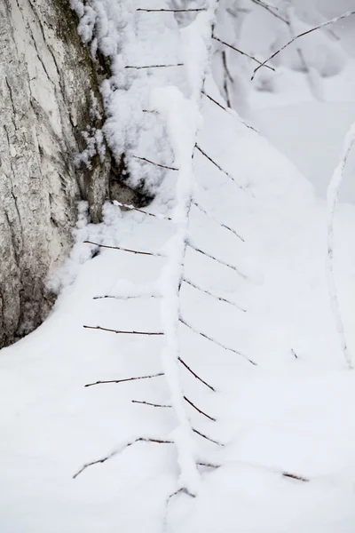 Sneeuw op de takken tijdens het sneeuwen — Stockfoto