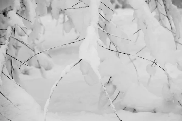 Neige sur les branches pendant la neige — Photo