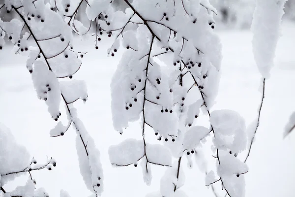 Paisagem nevando no parque. Detalhes sobre os ramos com bagas congeladas — Fotografia de Stock