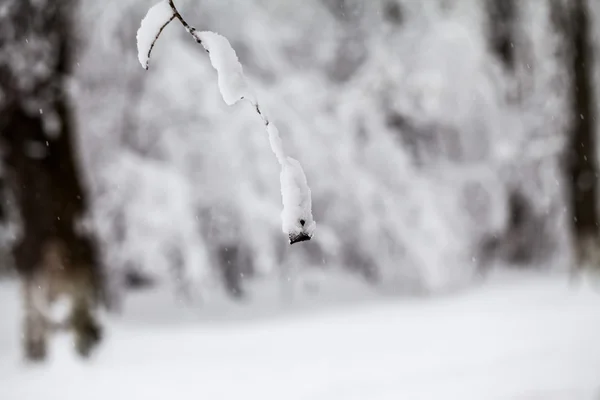 Sneeuwt landschap in het park — Stockfoto