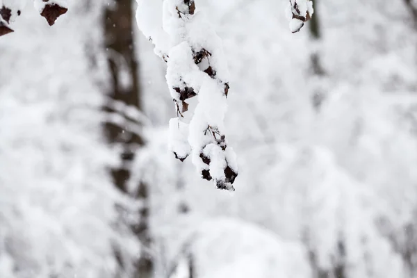 Sněží, krajina v parku — Stock fotografie