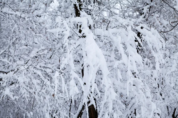 Snöar landskap i parken — Stockfoto