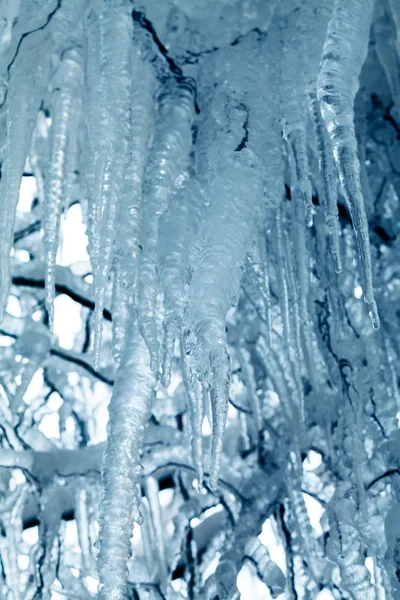 Hielo y carámbanos en un sauce llorón — Foto de Stock