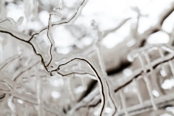 Ghiaccio e ghiaccioli su un salice piangente — Foto Stock