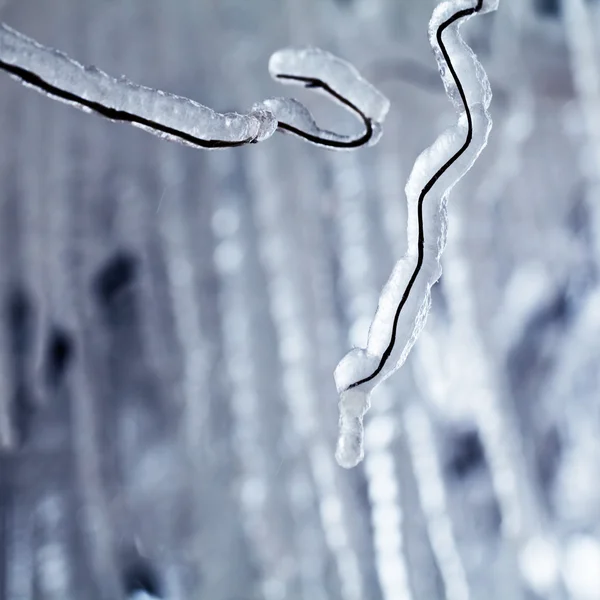 Glace et glaçons sur un saule pleureur — Photo