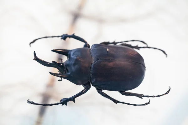 LONDRES, Reino Unido - 27 de julio de 2015: Museo de Historia Natural - Insectos en la sección Cocoon — Foto de Stock