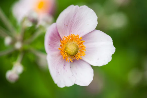 Wilde, schöne Blumen mit natürlichem Hintergrund — Stockfoto