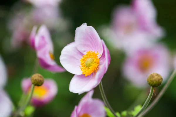 Wilde, schöne Blumen mit natürlichem Hintergrund — Stockfoto