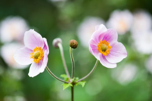 Selvagens, belas flores com fundo natural — Fotografia de Stock