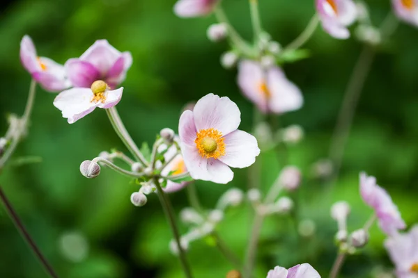 Дикие, красивые цветы на естественном фоне — стоковое фото