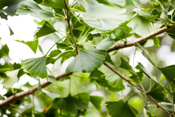 Gingko biloba - tree, leaves and details — Stock Photo, Image