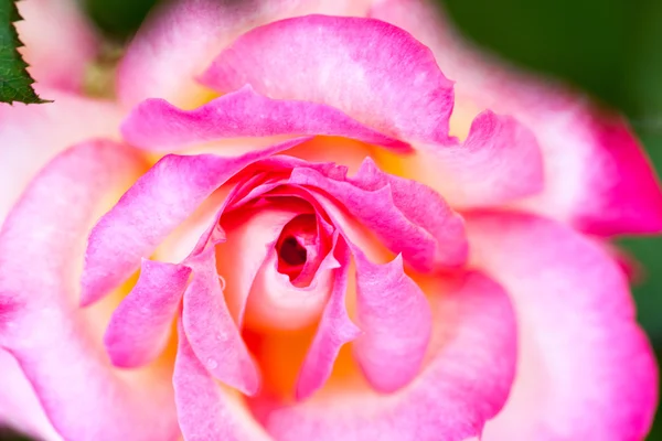 Kleurrijke, mooie, delicate rose met details — Stockfoto