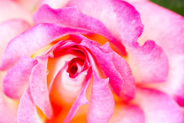 Rose colorée, belle, délicate avec des détails — Photo