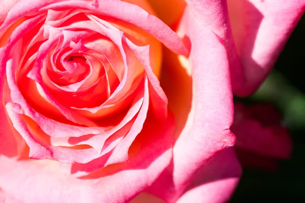 Rosa colorida, hermosa, delicada con detalles — Foto de Stock
