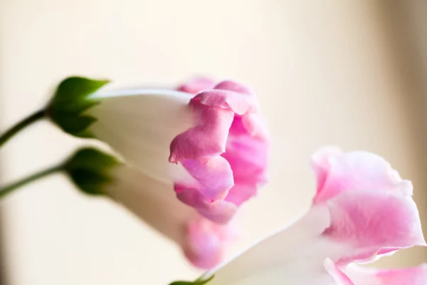 Gloxinia flower with macro details — Stock Photo, Image