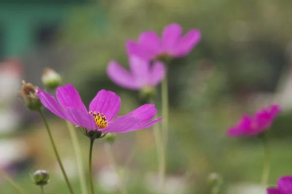 Mauve flores no jardim — Fotografia de Stock