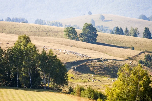 Peisaj montan românesc cu copaci — Fotografie, imagine de stoc