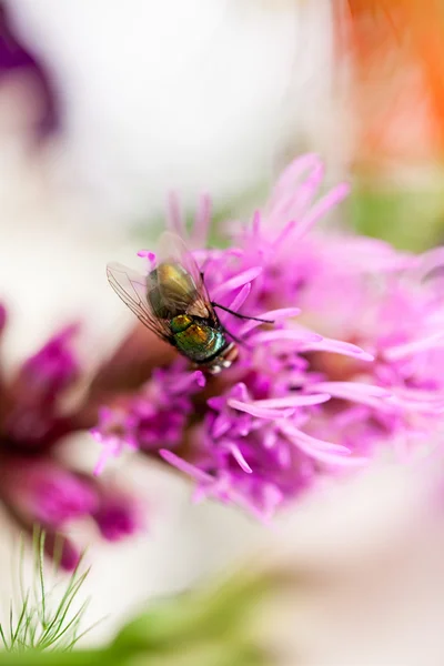 Verde, mosca pequeña sobre pétalo de flor —  Fotos de Stock
