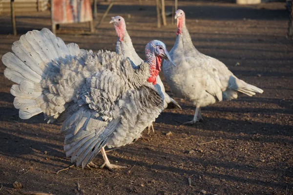 Turchia e galline di tacchino nel cortile — Foto Stock