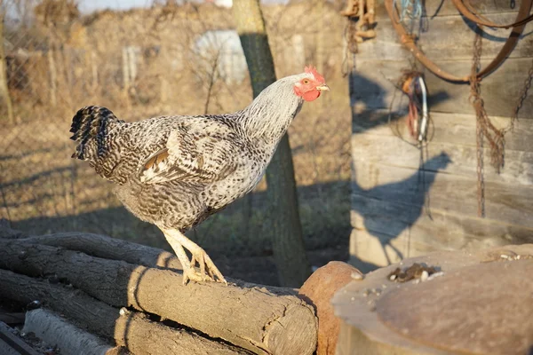 Poules et coq dans la cour arrière — Photo