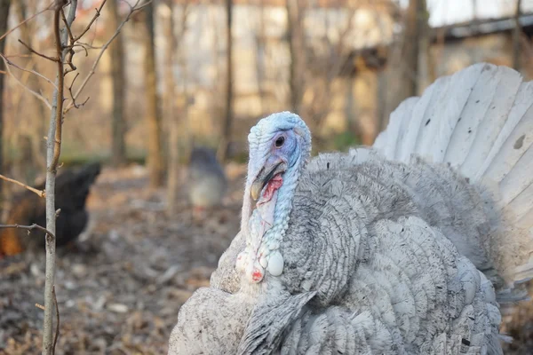 Turchia e galline di tacchino nel cortile — Foto Stock