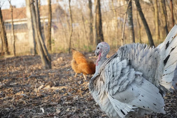 Turkey and turkey-hens in the backyard — Stock Photo, Image