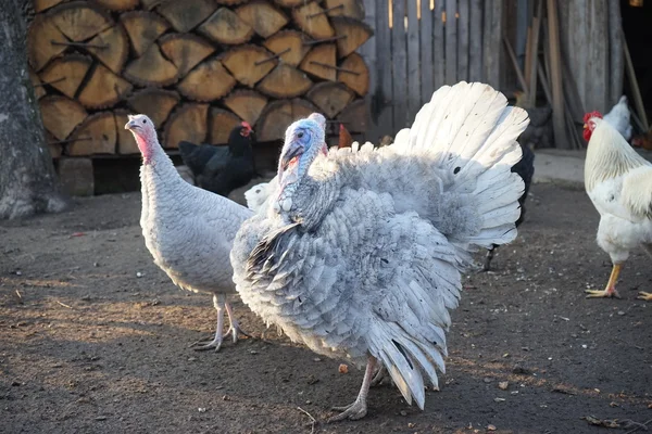 Turkey and turkey-hens in the backyard — Stock Photo, Image