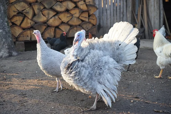 Kalkun dan ayam kalkun di halaman belakang — Stok Foto
