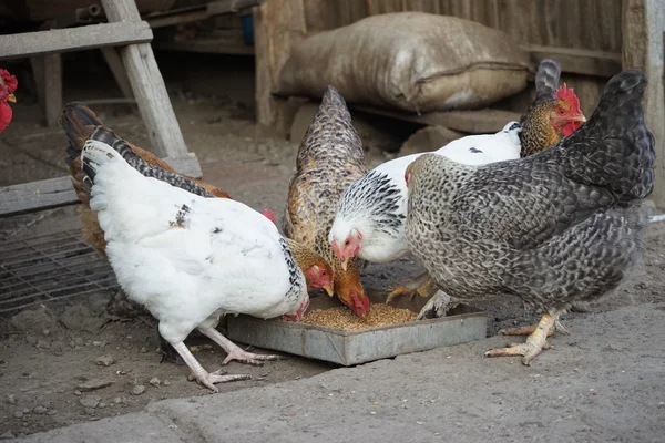 Gallinas y gallos en el patio trasero — Foto de Stock