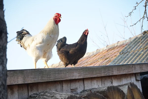 Hens and rooster in the backyard — Stock Photo, Image