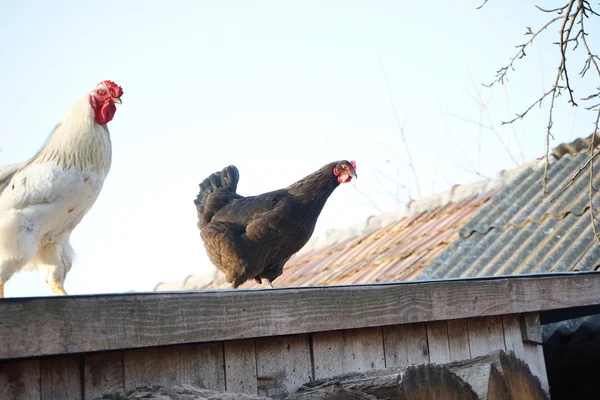 Hens and rooster in the backyard — Stock Photo, Image