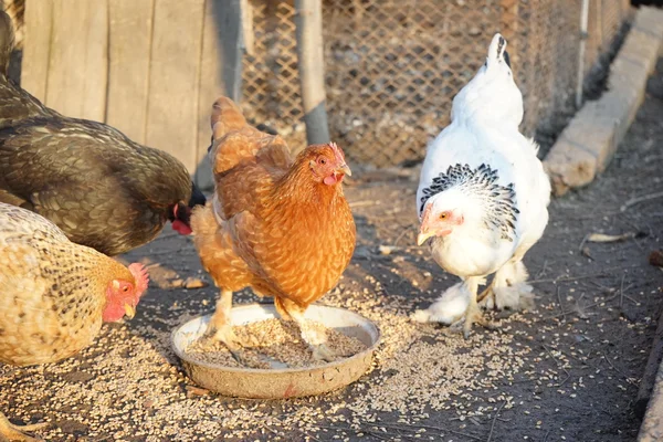 Hühner und Hahn im Hinterhof — Stockfoto