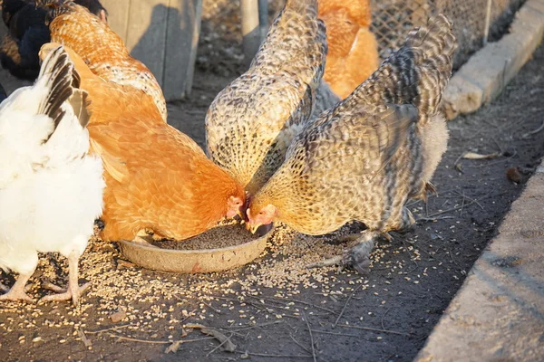 Poules et coq dans la cour arrière — Photo