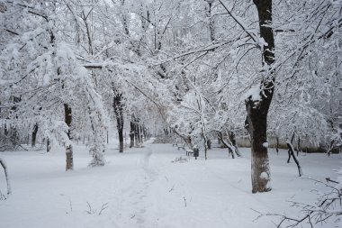 Parkın kış manzarası