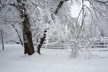 Parkın kış manzarası