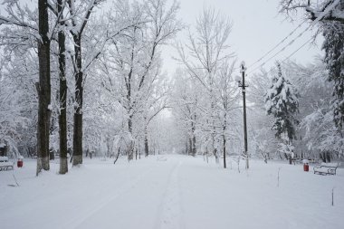 Peyzaj Park kar yağıyor. Yüksek çözünürlüklü ve güzel kar ayrıntıları