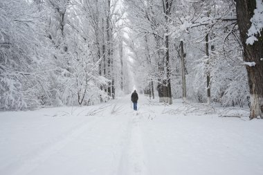 Peyzaj Park kar yağıyor. Yüksek çözünürlüklü ve güzel kar ayrıntıları