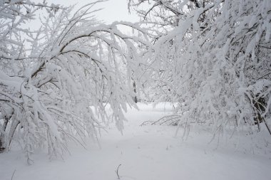 Peyzaj Park kar yağıyor. Yüksek çözünürlüklü ve güzel kar ayrıntıları
