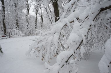 Peyzaj Park kar yağıyor. Yüksek çözünürlüklü ve güzel kar ayrıntıları