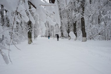Peyzaj Park kar yağıyor. Yüksek çözünürlüklü ve güzel kar ayrıntıları