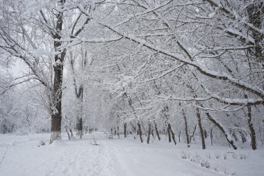 Peyzaj Park kar yağıyor. Yüksek çözünürlüklü ve güzel kar ayrıntıları