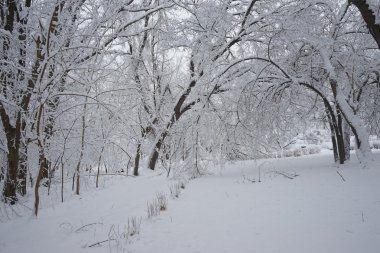 Peyzaj Park kar yağıyor. Yüksek çözünürlüklü ve güzel kar ayrıntıları