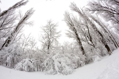 Peyzaj Park kar yağıyor. Balık gözü lens etkileri